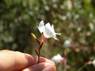 Oenothera lindheimeri, photographed by Tim Kirsten