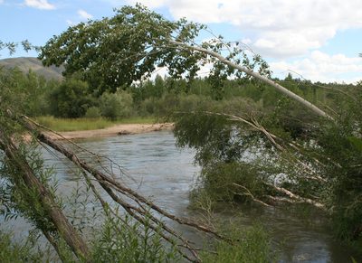 Populus laurifolia, photographed by Oleg Kosterin