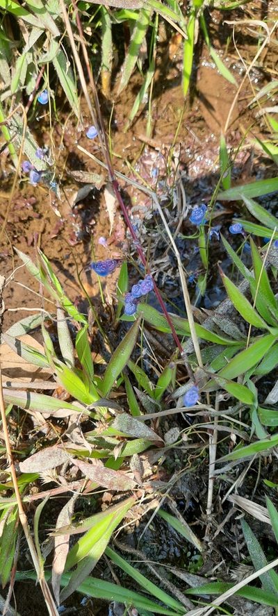 Utricularia graminifolia, photographed by Prashantha Krishna M C