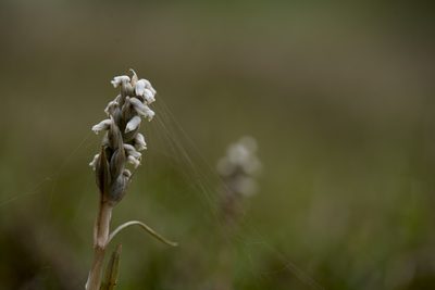 Zeuxine strateumatica, photographed by Licheng Shih