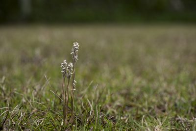 Zeuxine strateumatica, photographed by Licheng Shih