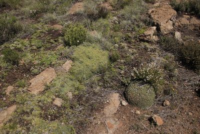 Euphorbia clavarioides, photographed by Tony Rebelo