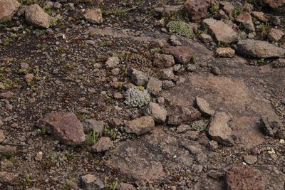 Stomatium gerstneri, photographed by Tony Rebelo