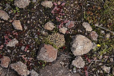 Crassula peploides, photographed by Tony Rebelo