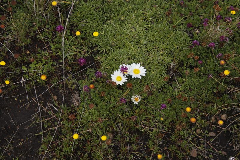 Roessleria armerioides, photographed by Tony Rebelo