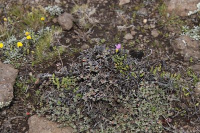 Ruschia putterillii, photographed by Tony Rebelo
