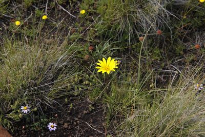 Gazania krebsiana, photographed by Tony Rebelo
