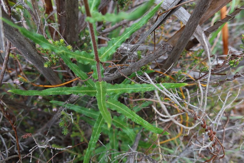 Asclepias crispa, photographed by Diana Studer