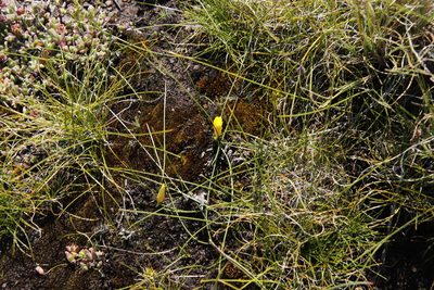 Romulea macowanii, photographed by Tony Rebelo