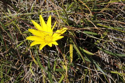 Gazania krebsiana, photographed by Tony Rebelo