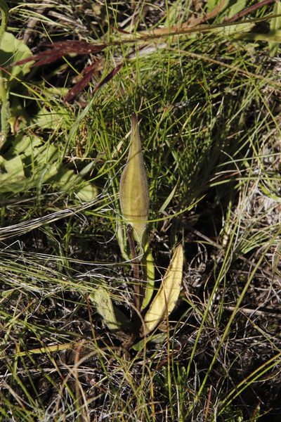 Asclepias humilis, photographed by Tony Rebelo