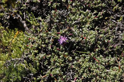Ruschia putterillii, photographed by Tony Rebelo
