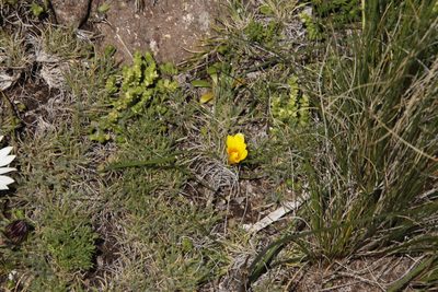 Romulea macowanii, photographed by Tony Rebelo