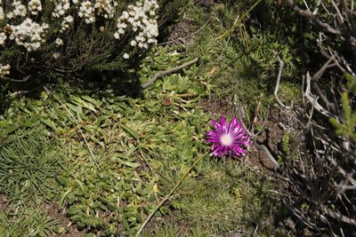 Delosperma adamantinum, photographed by Tony Rebelo