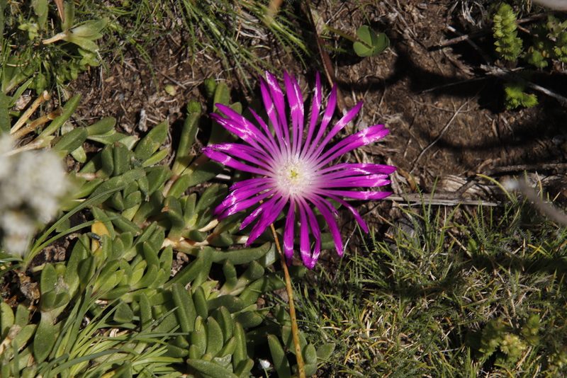 Delosperma adamantinum, photographed by Tony Rebelo