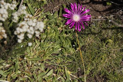 Delosperma adamantinum, photographed by Tony Rebelo