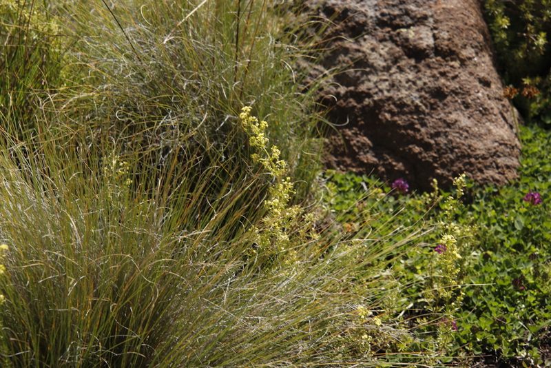 Galium capense, photographed by Tony Rebelo