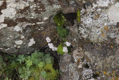 Crassula setulosa, photographed by Tony Rebelo