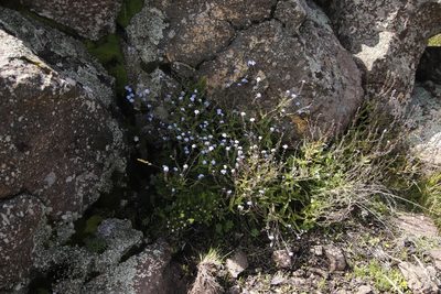 Myosotis semiamplexicaulis, photographed by Tony Rebelo