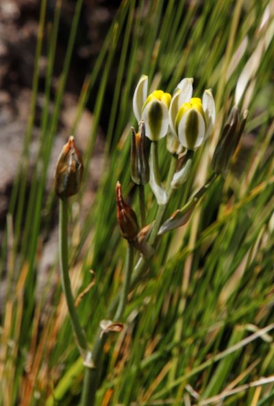 Albuca humilis, photographed by Tony Rebelo