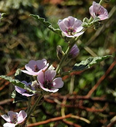 Sphaeralcea brevipes, photographed by Hugo Hulsberg