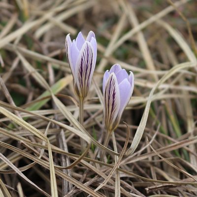 Crocus reticulatus, photographed by Юрий Данилевский (Yuriy Danilevsky)