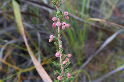Erica hirtiflora, photographed by Diana Studer