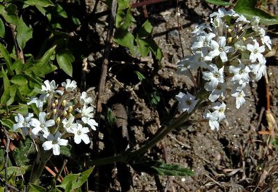 Verbena platensis, photographed by Hugo Hulsberg