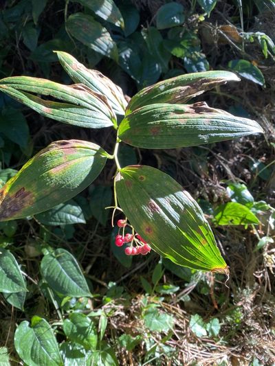 Maianthemum flexuosum, photographed by Grete Pasch