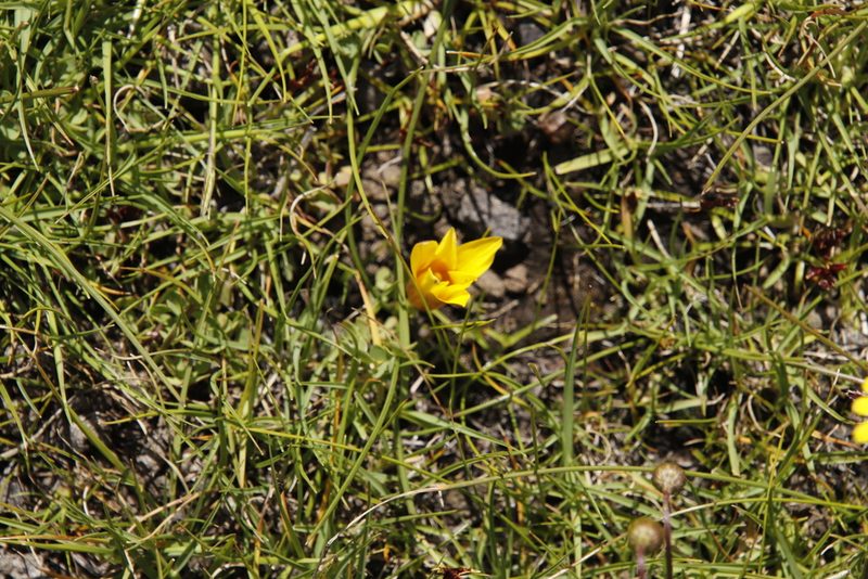 Romulea macowanii, photographed by Tony Rebelo
