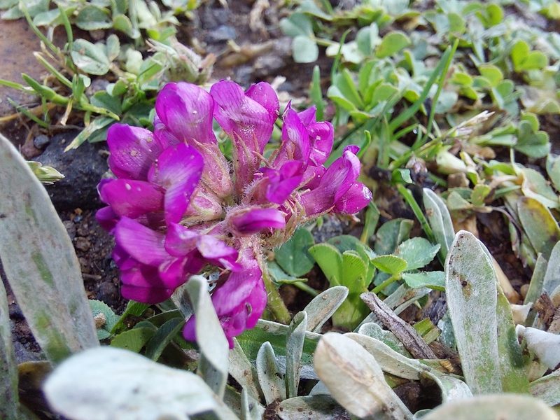 Trifolium burchellianum, photographed by Manuel R Popp