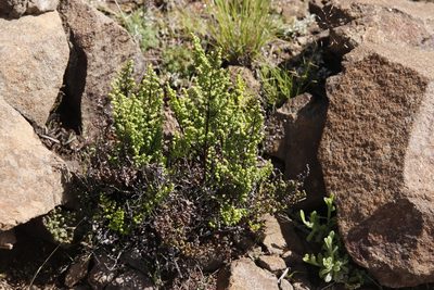Choristosoria quadripinnata, photographed by Tony Rebelo