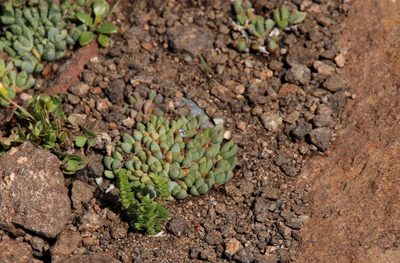 Stomatium gerstneri, photographed by Tony Rebelo