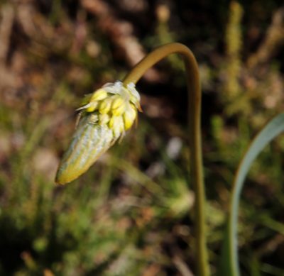 Bulbine narcissifolia, photographed by Tony Rebelo
