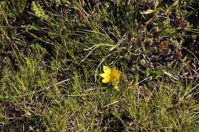 Romulea macowanii, photographed by Tony Rebelo