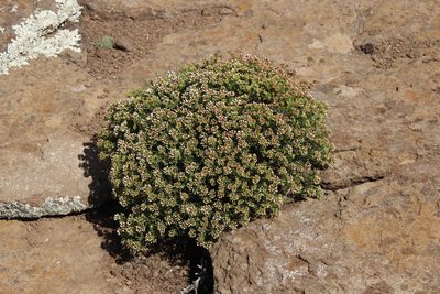 Crassula sarcocaulis, photographed by Tony Rebelo