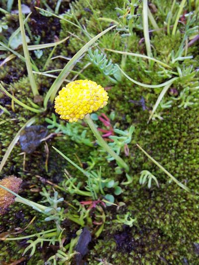 Cotula paludosa, photographed by Manuel R Popp