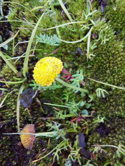 Cotula paludosa, photographed by Manuel R Popp