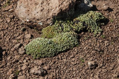 Stomatium gerstneri, photographed by Tony Rebelo