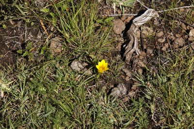 Romulea macowanii, photographed by Tony Rebelo