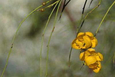 Senna aphylla, photographed by Hugo Hulsberg