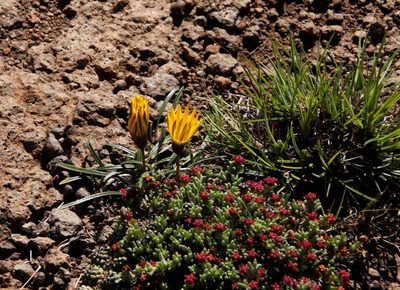Gazania krebsiana, photographed by Tony Rebelo