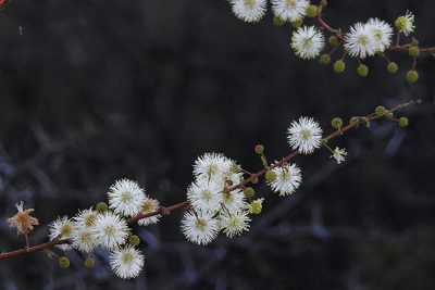 Mimosa farinosa, photographed by Hugo Hulsberg