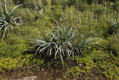 Kniphofia caulescens, photographed by Tony Rebelo