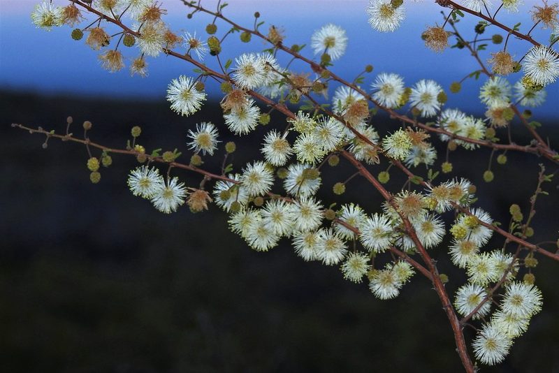 Mimosa farinosa, photographed by Hugo Hulsberg