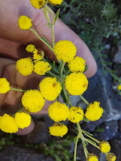 Pentzia cooperi, photographed by Manuel R Popp