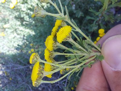 Pentzia cooperi, photographed by Manuel R Popp
