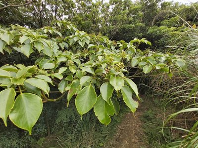 Trochodendron aralioides, photographed by 胡正恆(Jackson Hu)