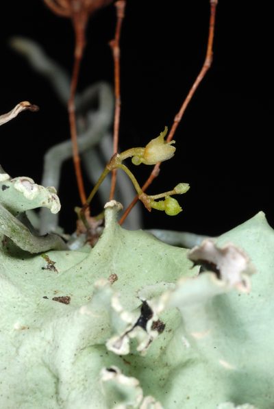 Dendrophylax porrectus, photographed by Douglas Goldman