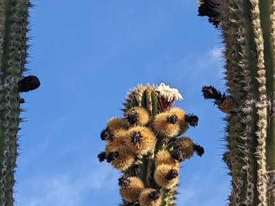 Pachycereus pecten-aboriginum, photographed by Zoltán Stekkelpak